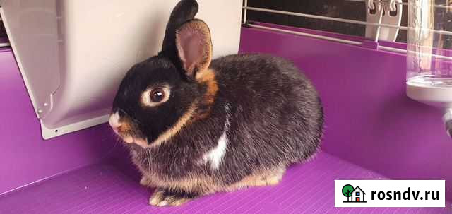 Декоративный кролик бесплатно Волгоград - изображение 1