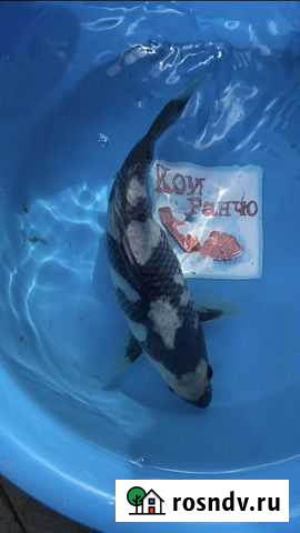 Карп Кои. Широ Утсури Усть-Лабинск - изображение 1