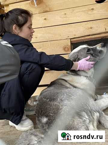 Ветеринарный врач на дом Вязьма - изображение 1