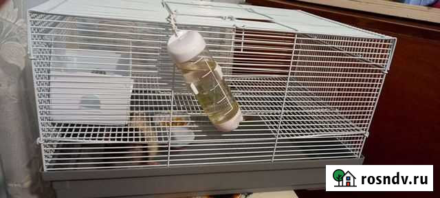 Крыс Прочноокопская - изображение 1