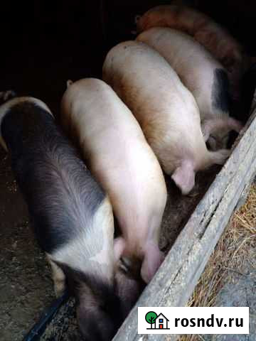 Поросята Светлогорск - изображение 1