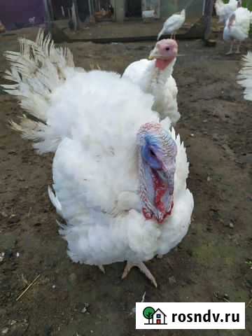 Мясо индейки.дост.м.Выхино Белоозёрский - изображение 1