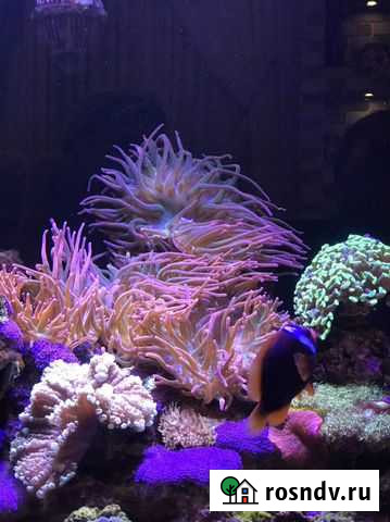 Актиния алая. Entacmaea Quadricolor Волгодонск - изображение 1