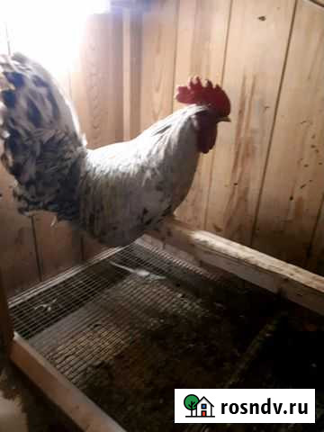 Семьи,Петухи породной птицы Первоуральск - изображение 1
