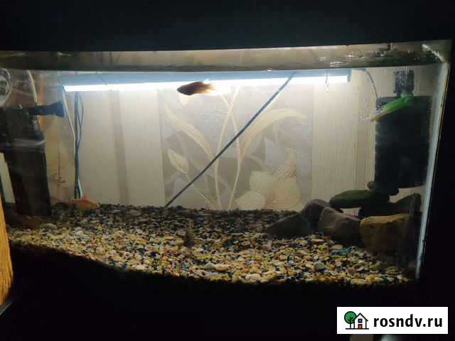 Аквариума Химки - изображение 1