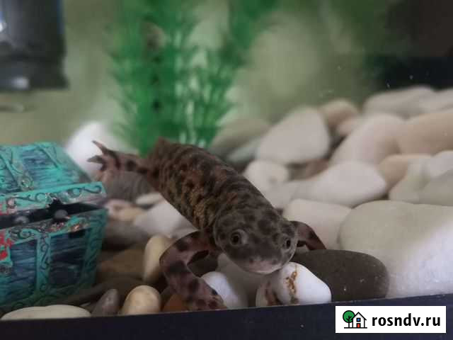 Иглистый тритон Первоуральск - изображение 1