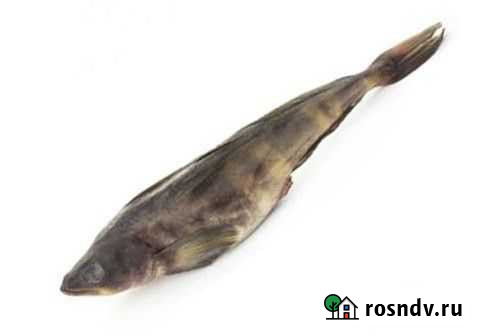 Терпуг с доставкой Екатеринбург - изображение 1