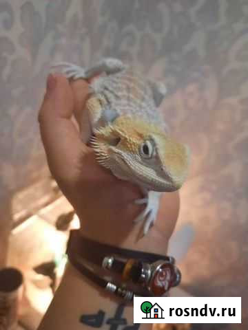 Бородатая агама Казань - изображение 1