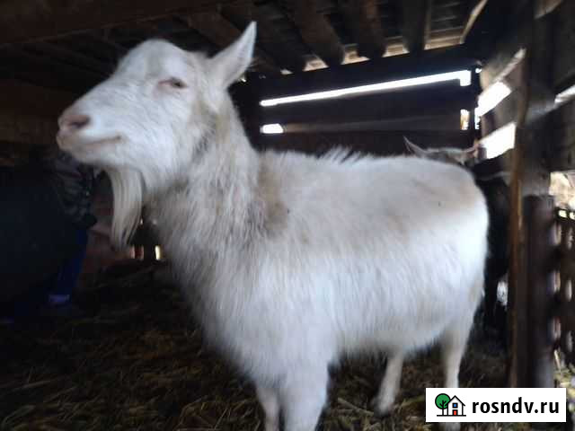 Козы Ленинградская - изображение 1