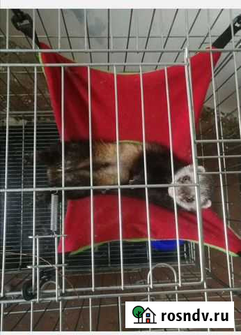 Хорек с клеткой Мичуринск - изображение 1