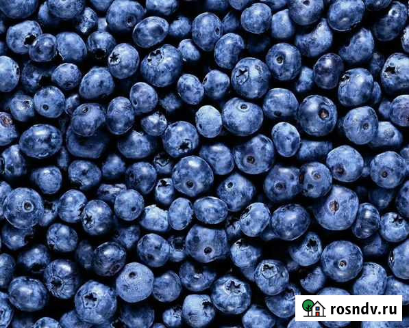 Черника Пермь - изображение 1