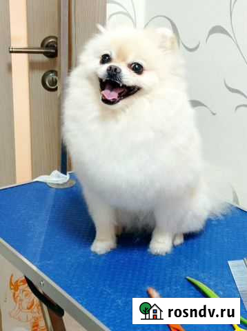 Стрижка собак Бугульма - изображение 1