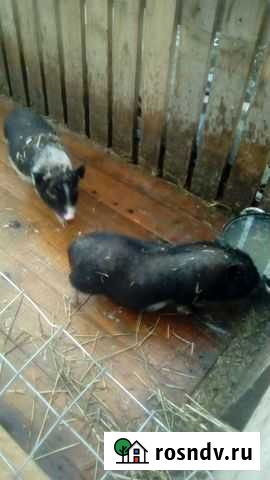 Вьетнамск вислобрюхий поросенок Северный - изображение 1