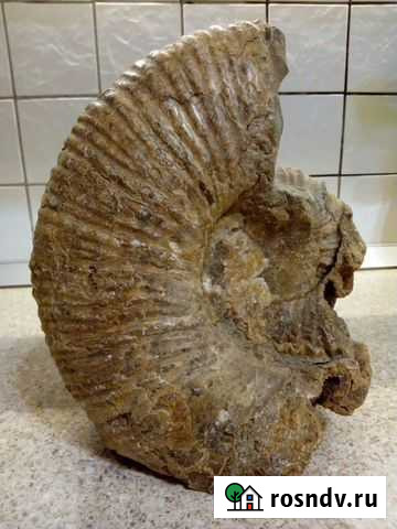 Аммонит Майкоп - изображение 1