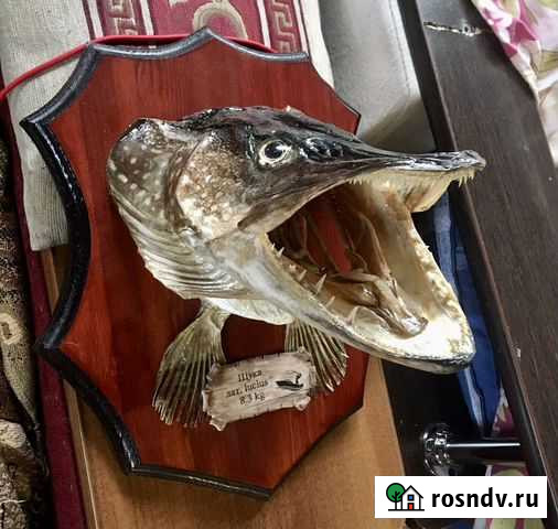 Чучело щуки Уфа - изображение 1