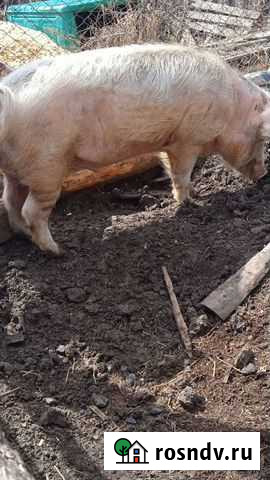 Боров Хомутово - изображение 1