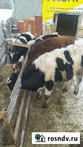 Бык Омск - изображение 1