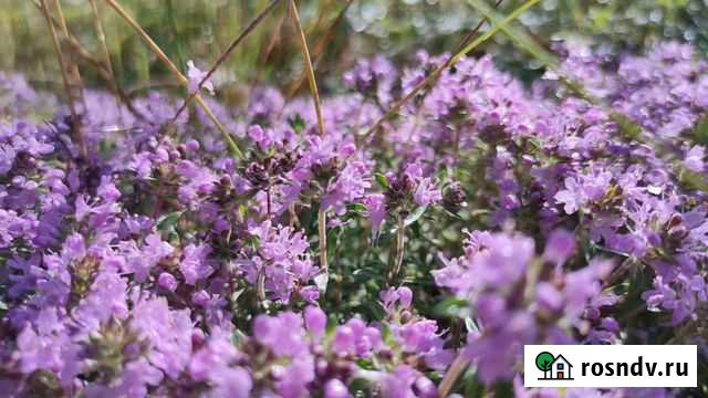 Богородская трава (Чабрец, Тимьян) Улан-Удэ - изображение 1
