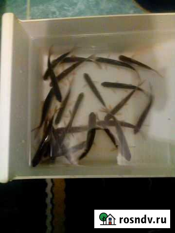 Живец(карась, плотва) Семибратово - изображение 1