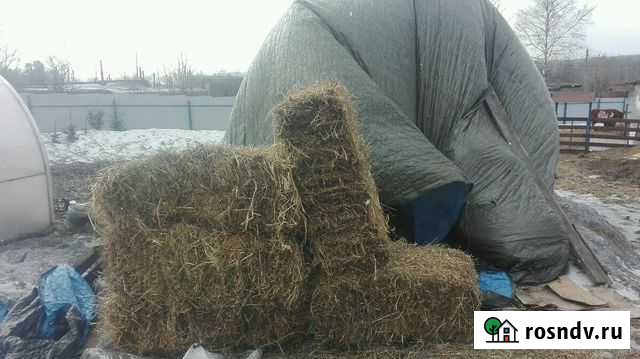 Сено Березовский - изображение 1