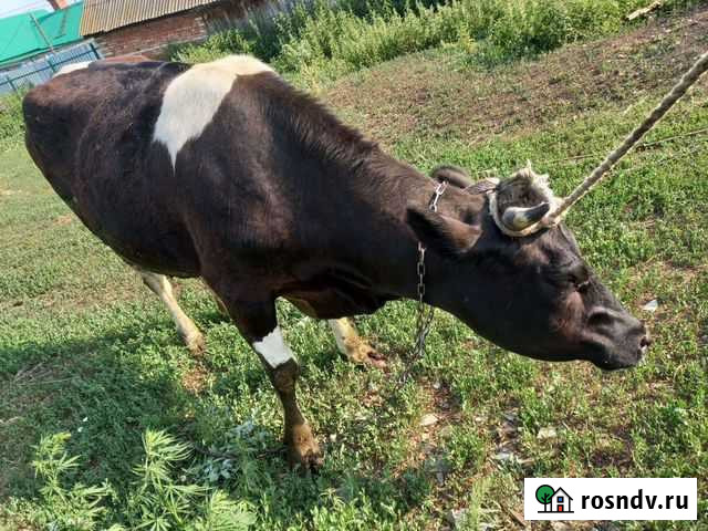 Тёлка-корова после 1 отела порода американка Сарманово - изображение 1