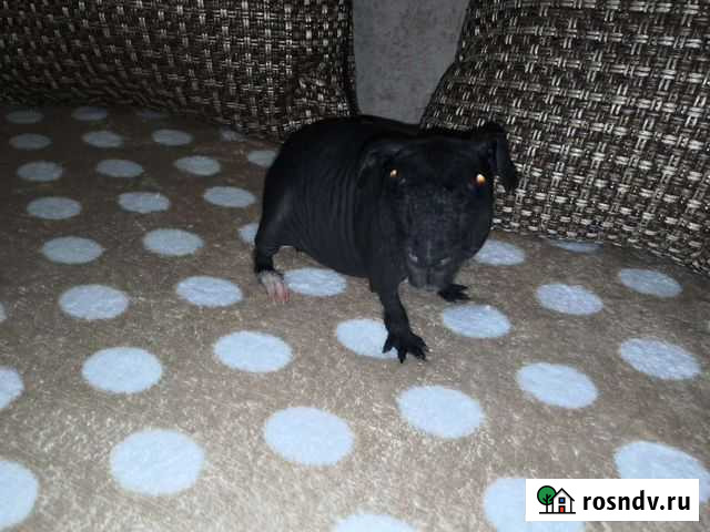 Морская свинка Армавир - изображение 1