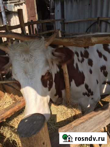 Мясо говядина Богучар - изображение 1