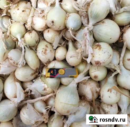 Лук оптом Звенигород - изображение 1