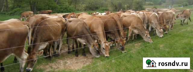 Электропастух Новороссийск - изображение 1