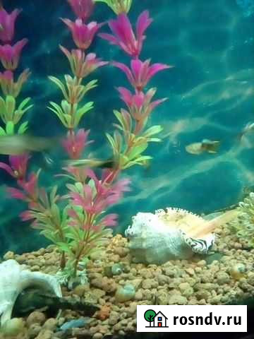 Аквариумные рыбки гуппи Тамбов - изображение 1