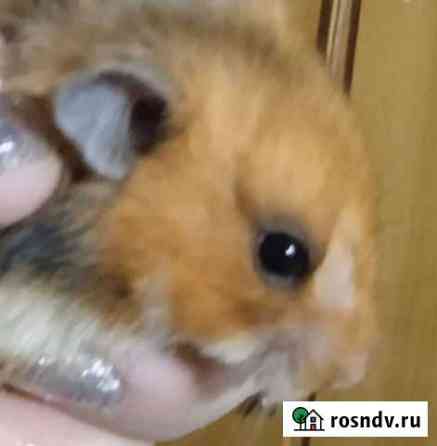 Сирийский хомяк Боковская
