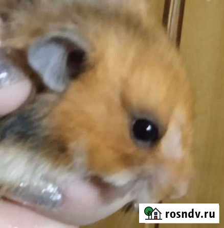 Сирийский хомяк Боковская - изображение 1