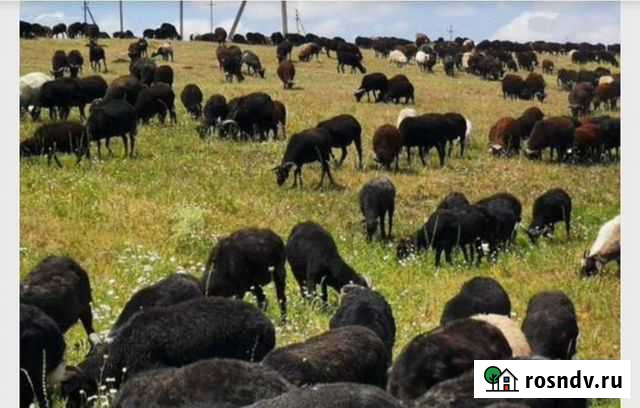 Бараны Черкесск - изображение 1