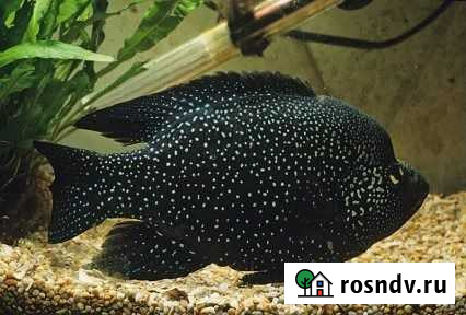 Паратиляпия звёздчатая поллени Челябинск - изображение 1