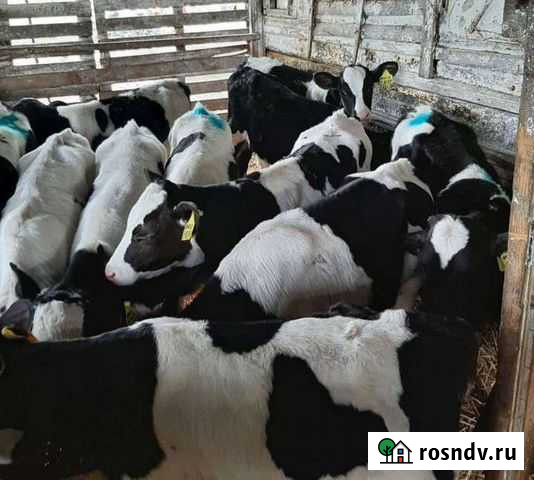 Телята бычки Белинский - изображение 1