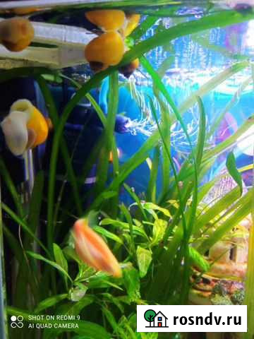 Улитки ампулярии Самара - изображение 1