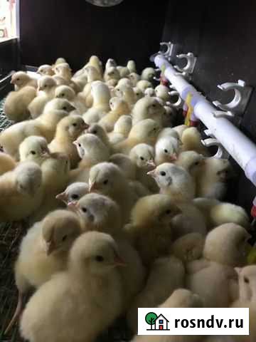 Комбикорм для для бройлеров пк-5. Натурина Солнечногорск - изображение 1