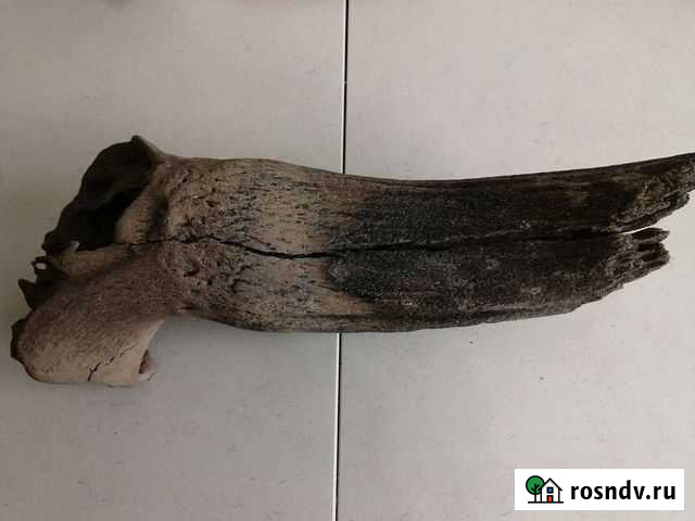 Продам бивень мамонта Чебоксары - изображение 1