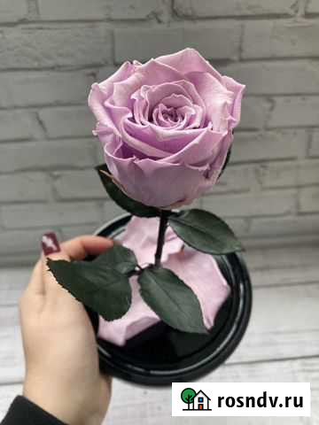 Роза в колбе Благовещенск - изображение 1