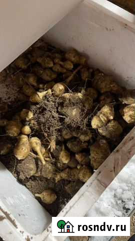 Топинамбур клубни свежие Клин - изображение 1