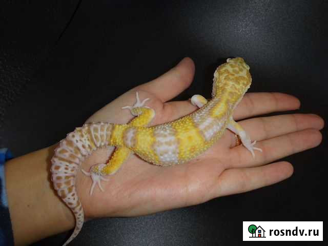 Геккон эублефар Владимир - изображение 1