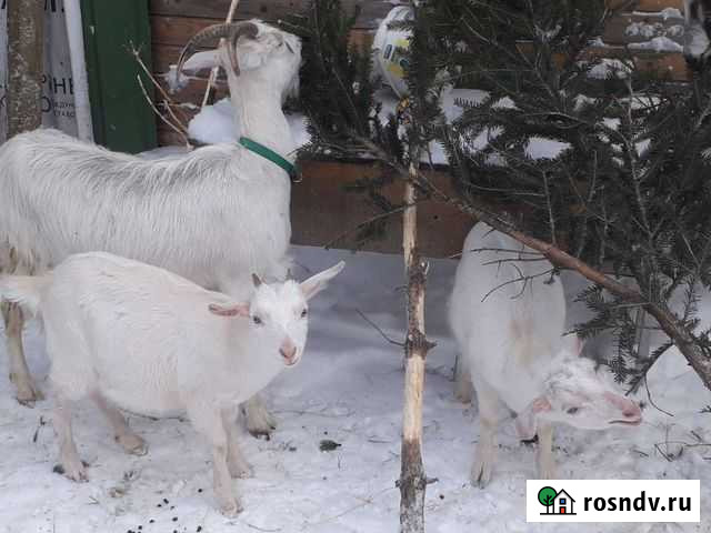 Козы зааненские, альпийские Токсово - изображение 1