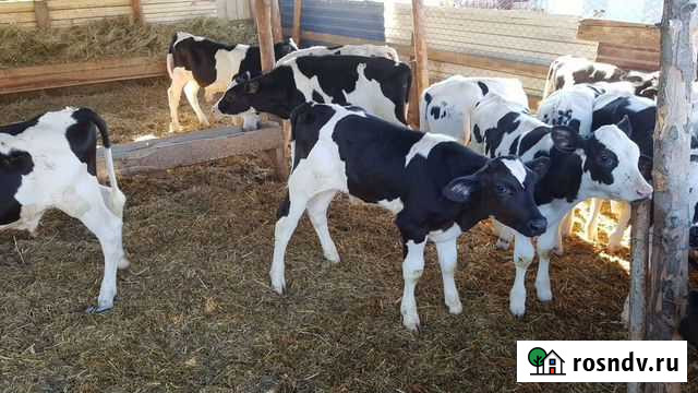 Бычки телята холмогоры Гиагинская - изображение 1