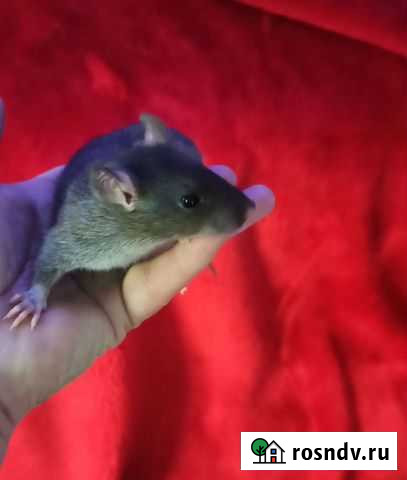 Крысята Санкт-Петербург - изображение 1