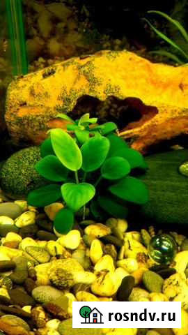 Аквариумное растение Казань - изображение 1