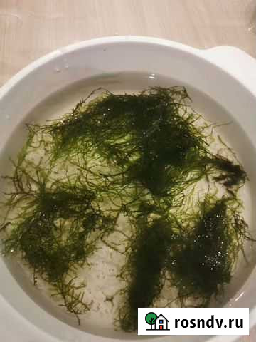 Мох 3 вида Тверь - изображение 1