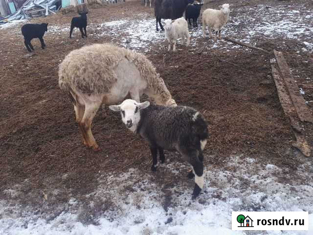 Овцы бараны Глинищево - изображение 1