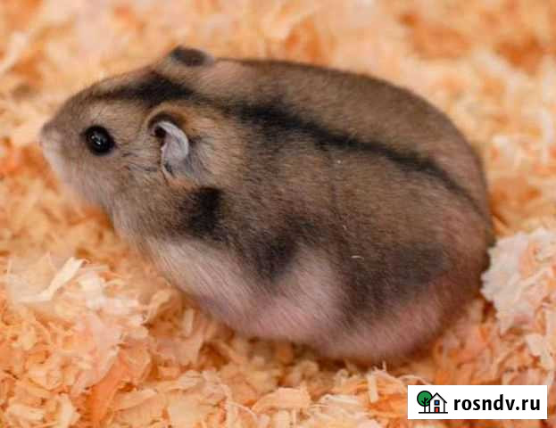Приобрету Джунгарских хомяков Иркутск - изображение 1