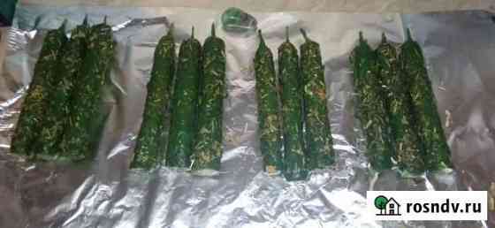 Свечи программы Краснодар