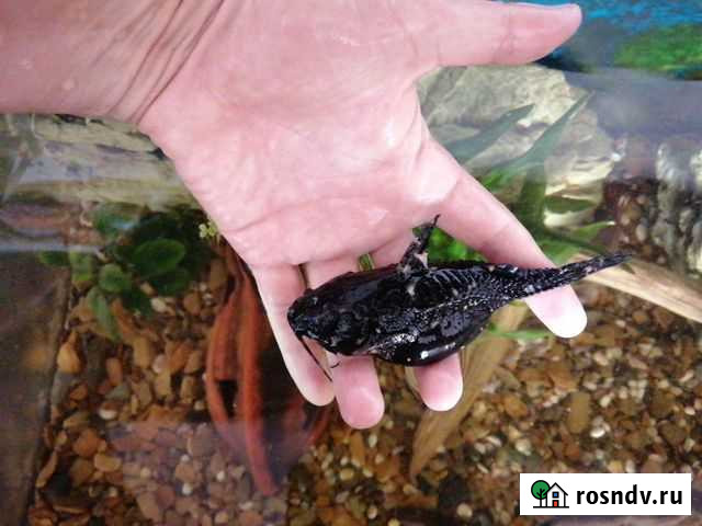 Агамикс звездчатый Новокузнецк - изображение 1